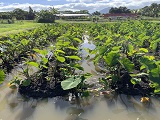 Taro, a root crop, has been cultivated for thousands of years by native Pacific Islanders. Credit - NOAA