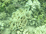 A number of coral species bleached at the Tumon Bay reef flat monitoring site in Guam during a period of elevated sea surface temperatures in August 2016. Bleached Pavona, Porites, Pocillopora and Acropora corals are pictured here. Credit: NOAA