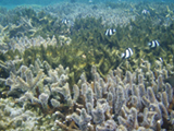 Too much algae growing on coral, such as this case in Tumon Bay, Guam, is not healthy and can choke out coral.  Credit : NOAA, Kathy Chaston