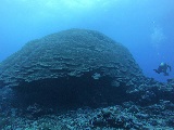 A scientist dives around 'Big Momma,' a giant coral head off the west side of Tau Island in American Samoa. Scientists have estimated that this coral colony is more than 750 years old! Credit: NOAA Fisheries/Evan Barba.