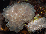 Despite their appearance, these Plerogyra corals, also known as bubble coral, are actually a type of Scleractinian, or hard coral. The tissue is soft and bubble-like, and hides the hard skeleton underneath. Credit: NOAA