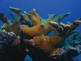 Elkhorn coral (Acropora palmata) is an important reef building coral, particularly in Florida and the Caribbean. Credit: NOAA, George Cathcart