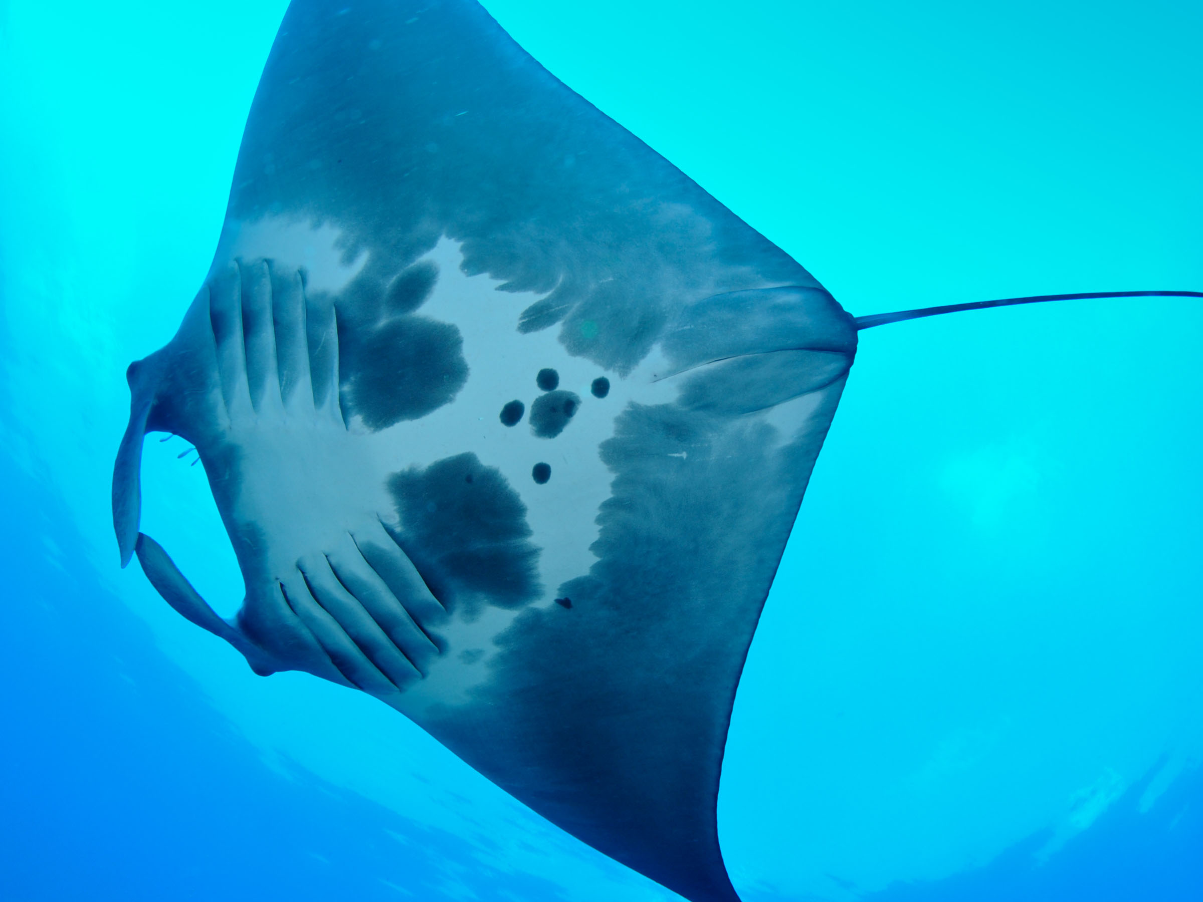 Manta Rays are frequent visitors to Flower Garden Banks National Marine sanctuary in the northwestern Gulf of Mexico. Each individual has a unique spot pattern of black and white on its underside, and over 80 mantas have been identified within the sanctuary. NOAA, G.P. Schmahl