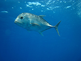 A giant trevally (Caranx ignobilis). A member of the jack family, this species is found throughout the Indo-Pacific, including the waters of French Frigate Shoals in the Northwestern Hawaiian Islands, PapahānaumokuākeaMarine National Monument. Credit: NOAA, Kevin Lino