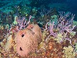 A variety of sponges dot the seascape of Flower Garden Banks National Marine Sanctuary. From round to encrusting to branching, the colors and textures of sponges add to the complexity of the reef.  Credit: NOAA, G.P. Schmahl