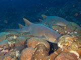 A pair of Nurse Sharks (Ginglymostoma cirratum) resting on the reef in Flower Garden Banks National Marine Sanctuary. NOAA, G.P. Schmahl
