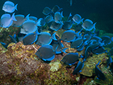 This colorful school of Blue Tangs (<i>Acanthurus coeruleus</i>) was observed at East Flower Garden Bank in Flower Garden Banks National Marine Sanctuary. Credit: NOAA, G.P. Schmahl.