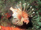 The invasive lionfish has a booming population in Florida, posing a threat to Florida's coral reefs.   Credit: NOAA, Michelle Johnston