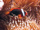 In American Samoa an adult Dusky Clownfish (<i>Amphiprion melanopus</i>) nestles in amongst the tentacles of a bubble-tip anemone (<i>Entacmaea quadricolor</i>), which affords both the fish and anemone protection from different predators.     Credit: NOAA, Kevin Lino