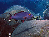 The Red Snapper (<i>Lutjanus bohar</i>) is quite common on many reefs including the remote islands in the Commonwealth of the Northern Marianas Islands.   Credit: NOAA