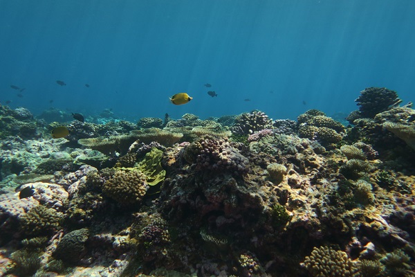 NOAA's Coral Reef Conservation Program (CRCP) - Coral Image Gallery