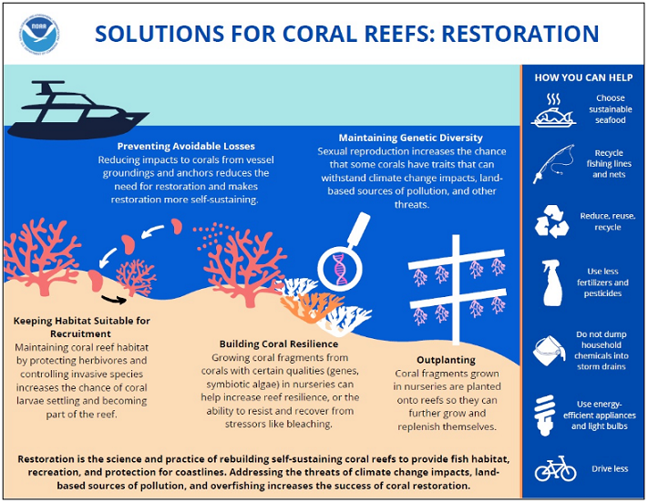 Solutions for Coral Reefs: Restoration