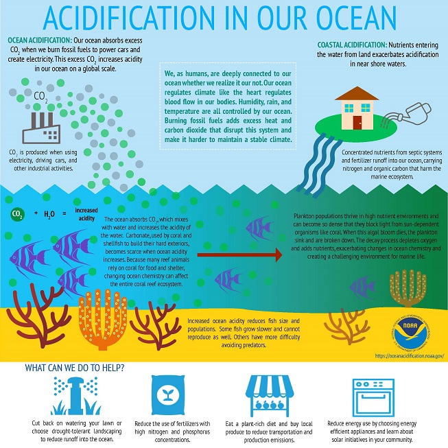 ACIDIFICATION IN OUR OCEAN