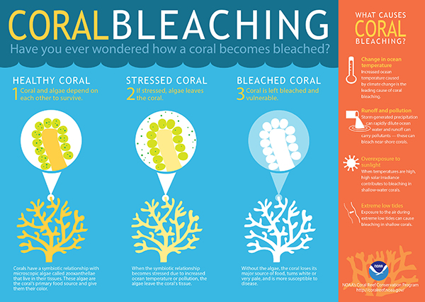 Coral Bleaching: Have you ever wondered how a coral becomes bleached