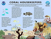 Illustration of a coral reef including fish with text describing fish as coral housekeepers in the Atlantic/Caribbean basin.