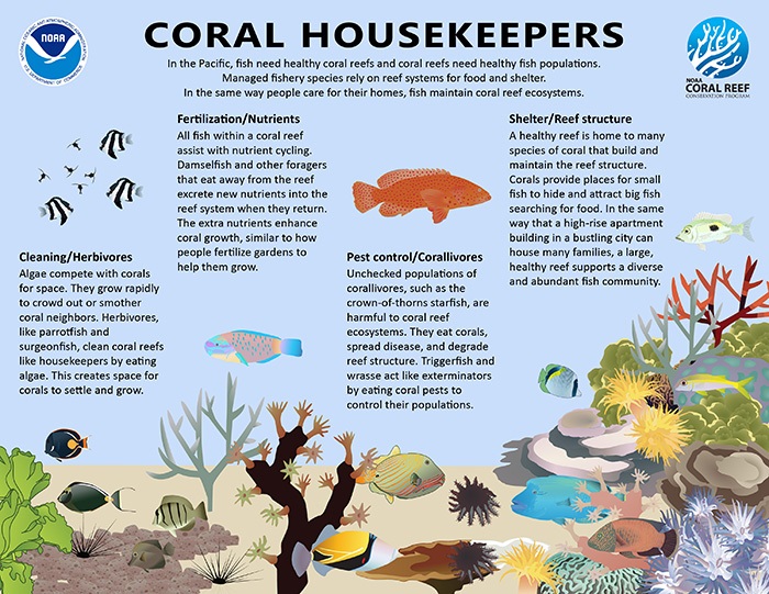 How the cleaner fish and remora help keep coral reef fish healthy